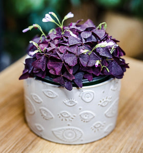 Oxalis Triangularis