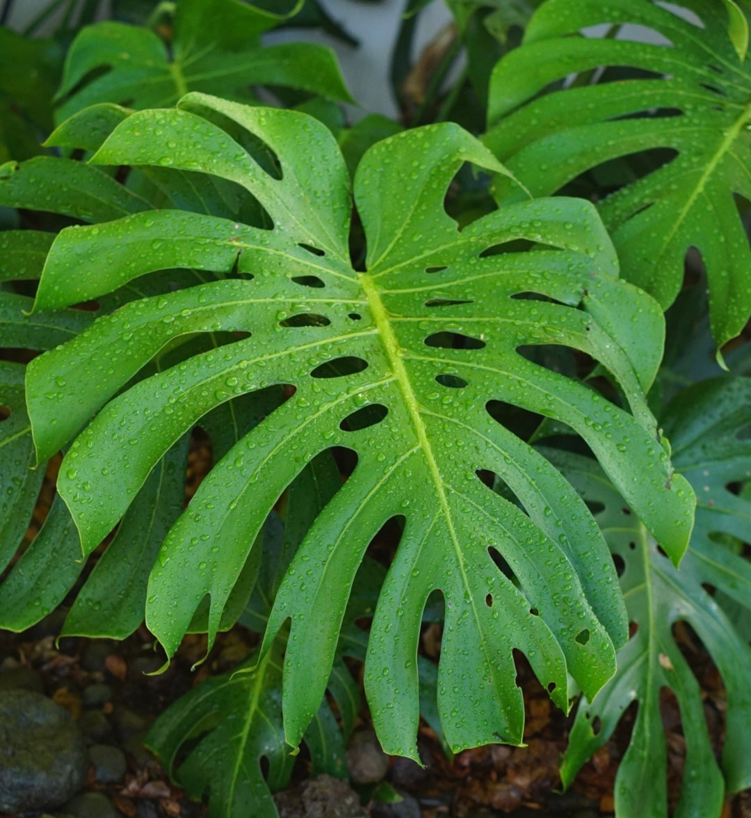 monstera deliciosa brazilian form Monstera Deliciosa – Coca FC