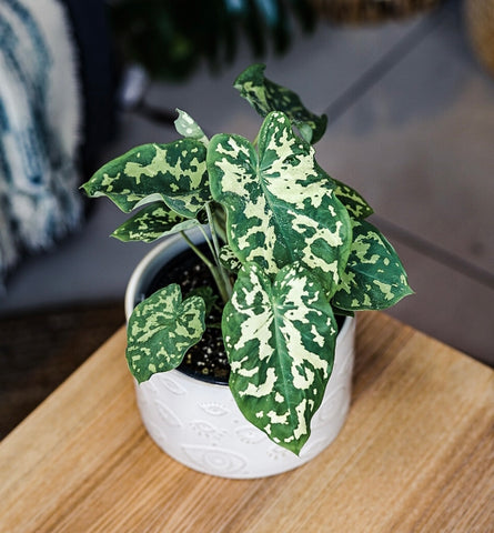 Alocasia Hilo