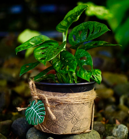 Monstera Adansonii