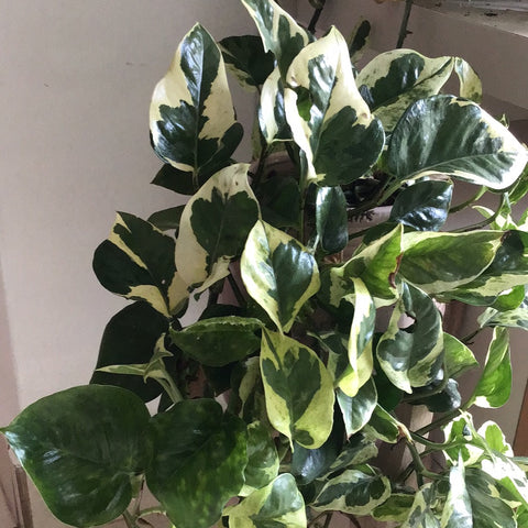 Pothos N’Joy