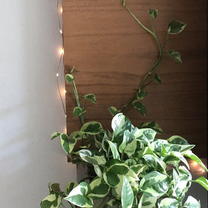 Pothos N’Joy