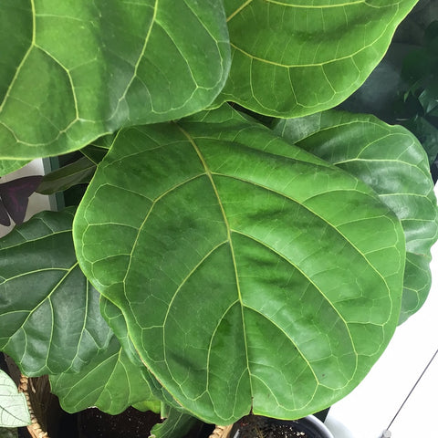 Ficus Lyrata