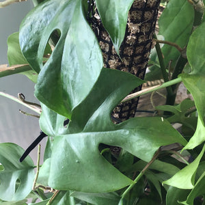 Mini Monstera