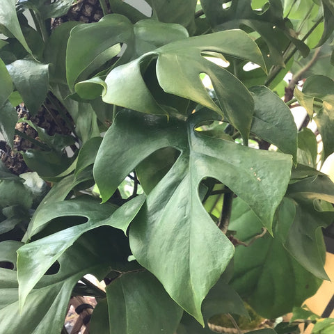 Mini Monstera